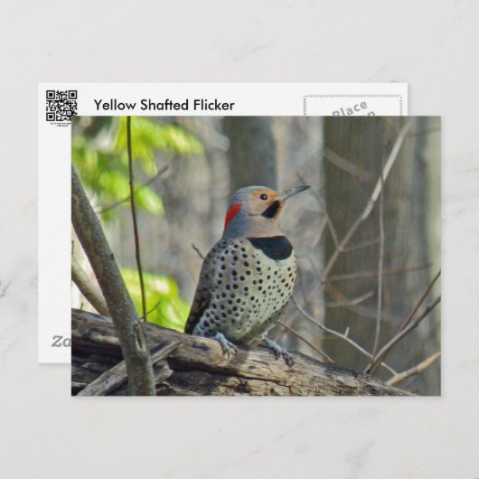 Gelb schattierte Flicker-Koordinaten Postkarte (Vorne/Hinten)