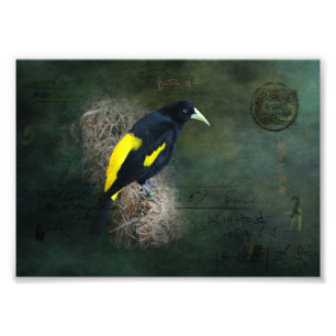 Gelb-schwarze Vogel-Fine-Art-Fotografie Fotodruck