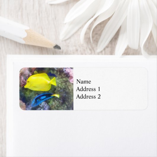 Gelb und Blauer Tang (Insitu)