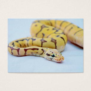 Gelb-und Kugel-Pythonschlange 2