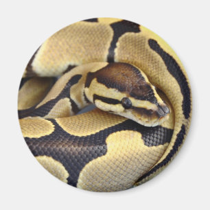 Gelb-und Kugel-Pythonschlange 3 Magnet