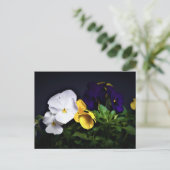 Gelb und Lila Stiefmütterchen Postkarte (Stehend Vorderseite)