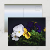 Gelb und Lila Stiefmütterchen Postkarte (Vorne/Hinten)