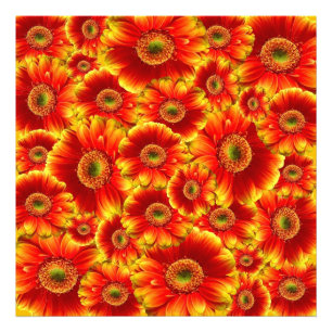 Gelb und Orange Gerbera Daisies Fotodruck