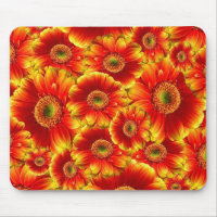 Gelb und Orange Gerbera Daisies