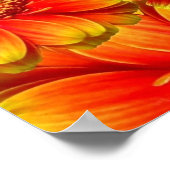 Gelb und Orange Gerbera Daisies Poster (Ecke)