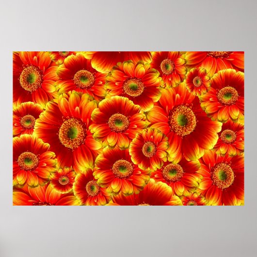 Gelb und Orange Gerbera Daisies Poster (Vorne)
