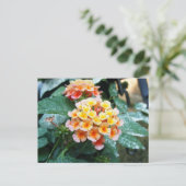 Gelb und Orange Lantana Postkarte (Stehend Vorderseite)