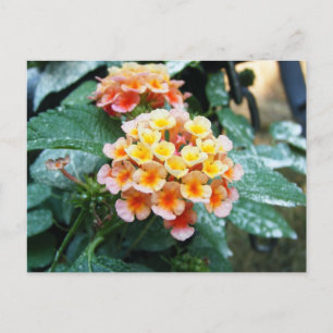 Gelb und Orange Lantana Postkarte