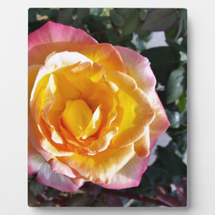 gelb und rosa fotoplatte