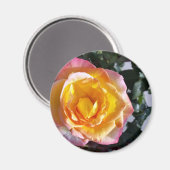 gelb und rosa magnet (Vorderseite/Rückseite)