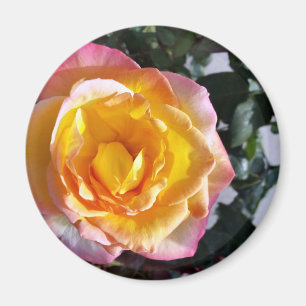 gelb und rosa magnet