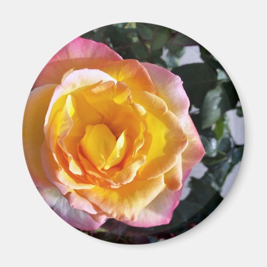 gelb und rosa magnet (Vorne)