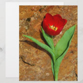 Gelb und Rot (Vorne/Hinten)