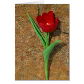 Gelb und Rot (Vorne)