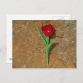 Gelb und Rot Postkarte (Vorne/Hinten)