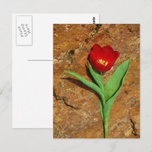 Gelb und Rot Postkarte (Vorne/Hinten)