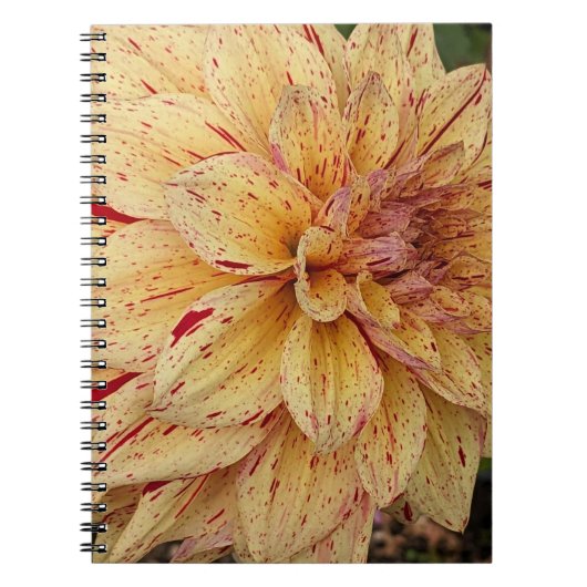 Gelb und Rot variierte Dahlia Floral Notizblock (Vorderseite)