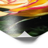 Gelb und Rote Rose Fotodruck (Ecke)