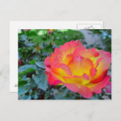 Gelb und rote Rose Postkarte (Vorne/Hinten)