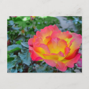 Gelb und rote Rose Postkarte