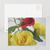 Gelb und Rote Rosen Postkarte (Vorne/Hinten)