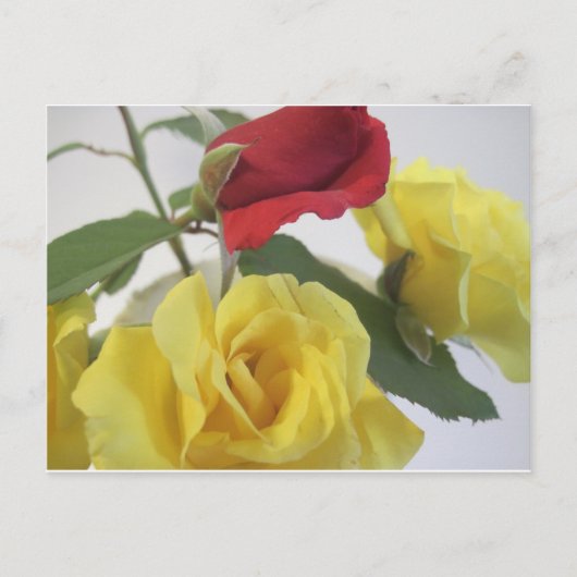 Gelb und Rote Rosen Postkarte (Vorderseite)