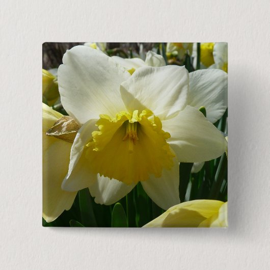 Gelb und Weiß Frühlingsblüte Button (Vorderseite)