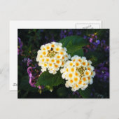 Gelb und Weiß Lantana Postkarte (Vorne/Hinten)