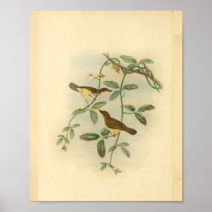 Gelbäuchiger Fliegenschnäpper Vogel Vintage-Druck Poster