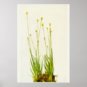 Gelbäugiges Gras Poster