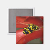 Gelbbandgiftfrosch Magnet (Vorderseite/Rückseite)