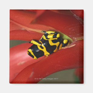 Gelbbandgiftfrosch Magnet