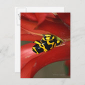 Gelbbandgiftfrosch Postkarte (Vorne/Hinten)