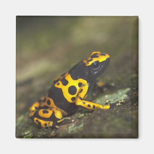 Gelbbandiger Pfeilgiftfrosch Dendrobates Magnet (Vorne)