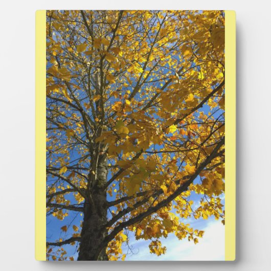 Gelbbaum Fotoplatte (Vorderseite)