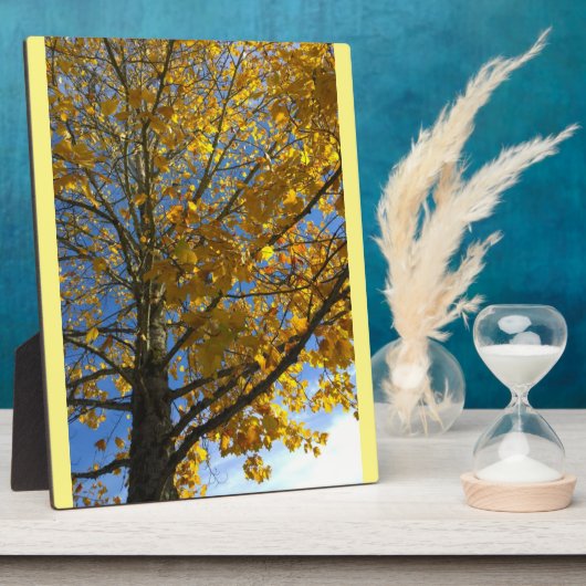 Gelbbaum Fotoplatte (Seite)