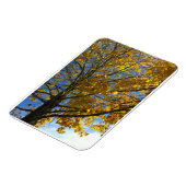 Gelbbaum Magnet (Linke Seite)