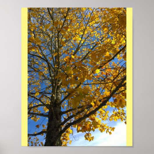 Gelbbaum Poster (Vorne)