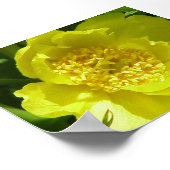 Gelbbaumpeony (Paeonia Lutea) Poster (Ecke)