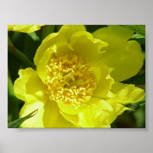 Gelbbaumpeony (Paeonia Lutea) Poster (Vorne)