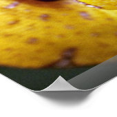 Gelbbaumpython, Baby Poster (Ecke)