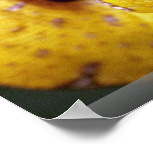 Gelbbaumpython, Baby Poster (Ecke)