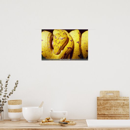 Gelbbaumpython, Baby Poster (Küche)