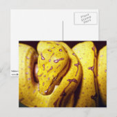 Gelbbaumpython, Baby Postkarte (Vorne/Hinten)