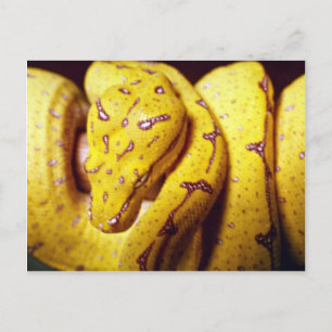 Gelbbaumpython, Baby Postkarte