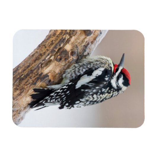 Gelbbbauchmännchen Magnet (Horizontal)