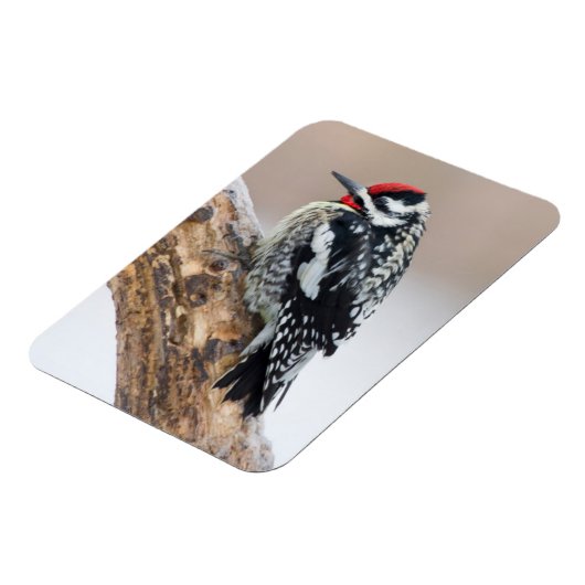 Gelbbbauchmännchen Magnet (Linke Seite)