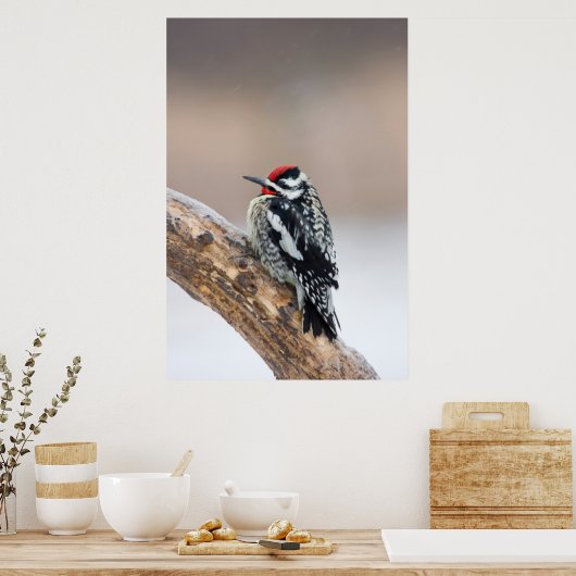 Gelbbbauchmännchen Poster (Küche)