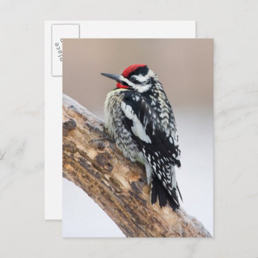 Gelbbbauchmännchen Postkarte (Vorne/Hinten)